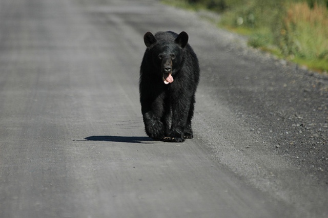 blackbeardempster