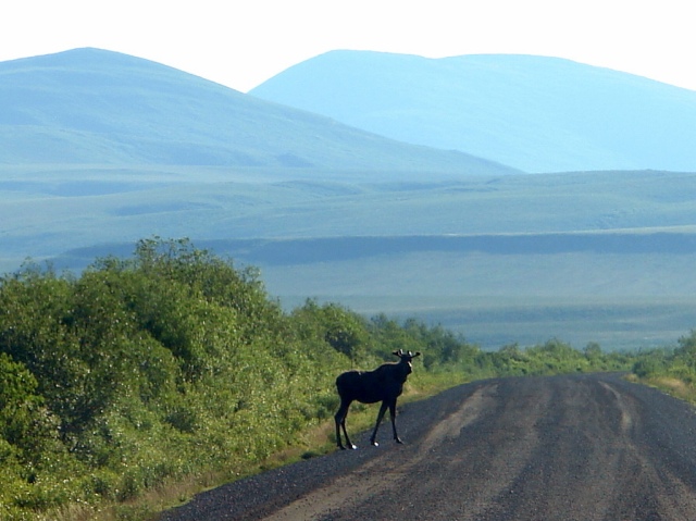 moose-on-the-dempster-highway